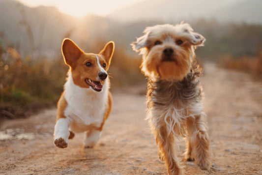 How to Build a Healthy Lifestyle for Your Dog: Creating Balance in Every Aspect of Daily Life