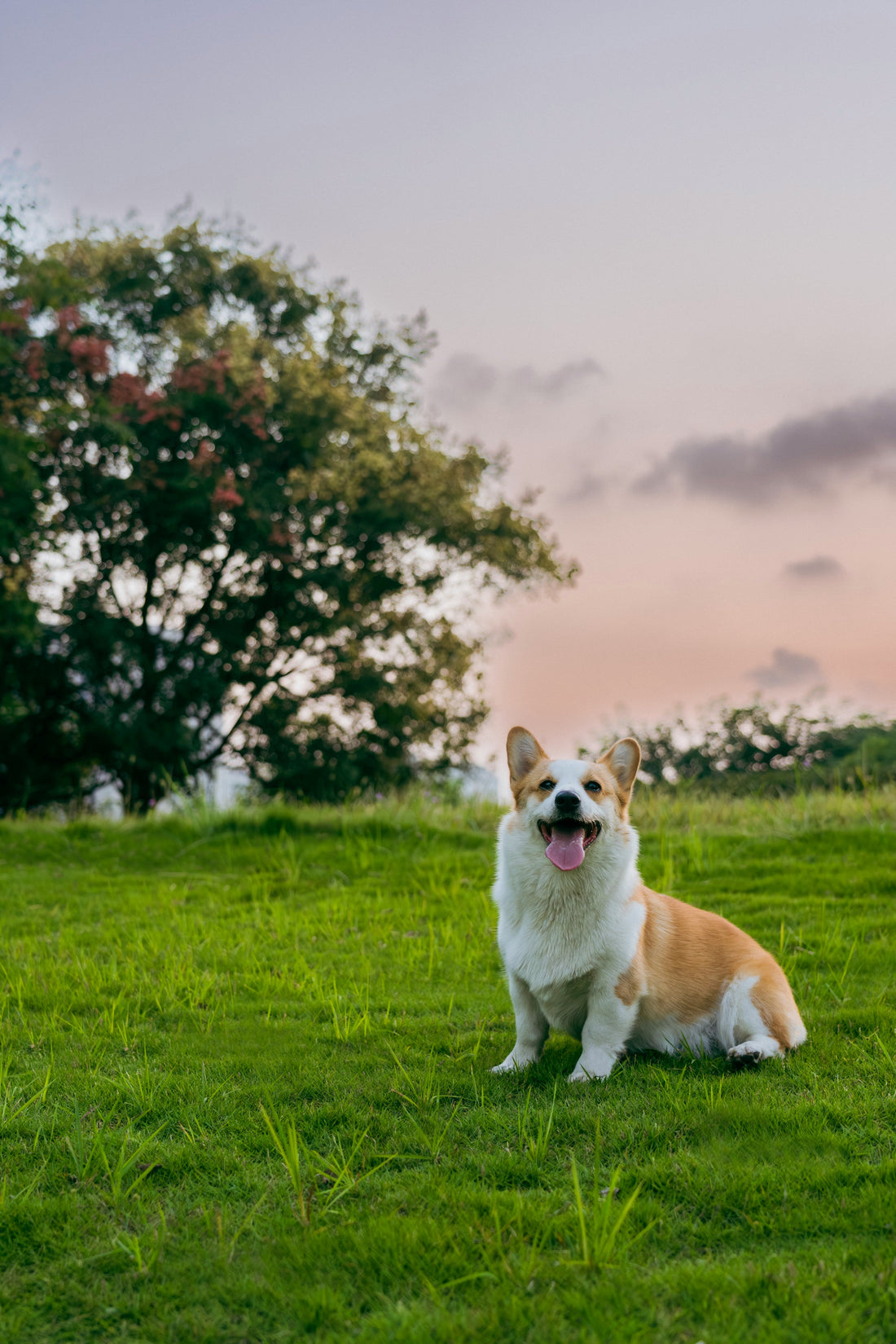 Longevity Strategies for Modern Dogs: Extending Healthspan Naturally