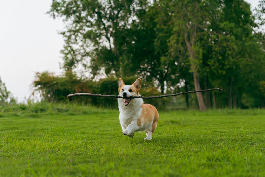 How to Keep Your Pet Calm During Vet Visits: A Complete Stress-Free Guide for Dogs and Cats