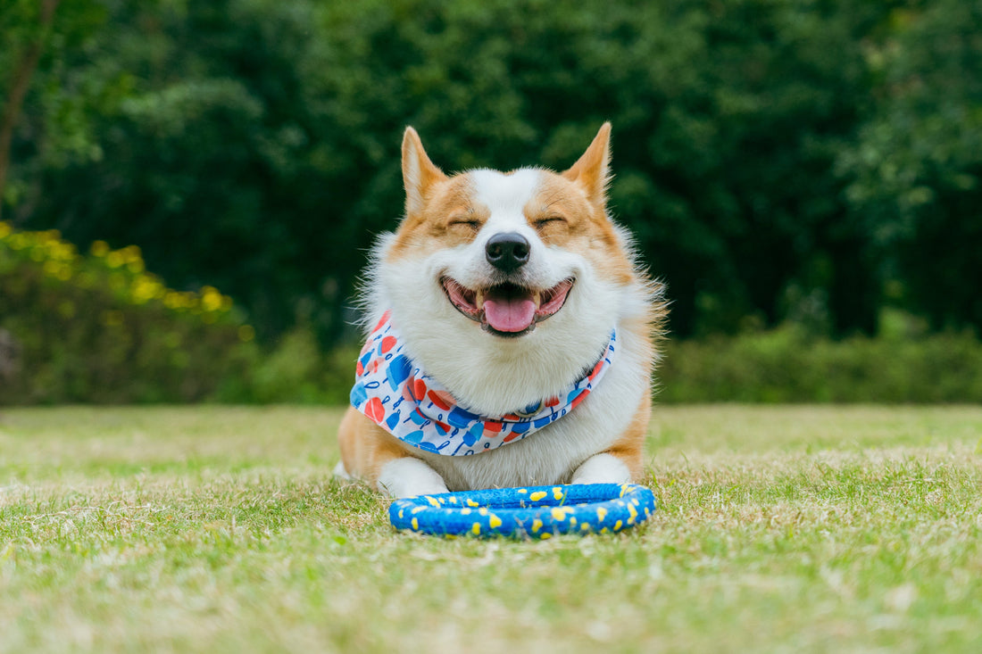 Preventive Pet Care: Building Long-Term Health Through Daily Habits