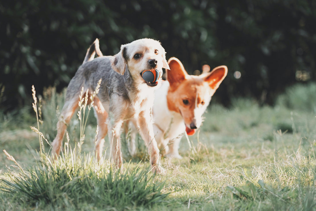 How to Support Long-Term Well-Being in Dogs: Creating a Healthy and Balanced Daily Life