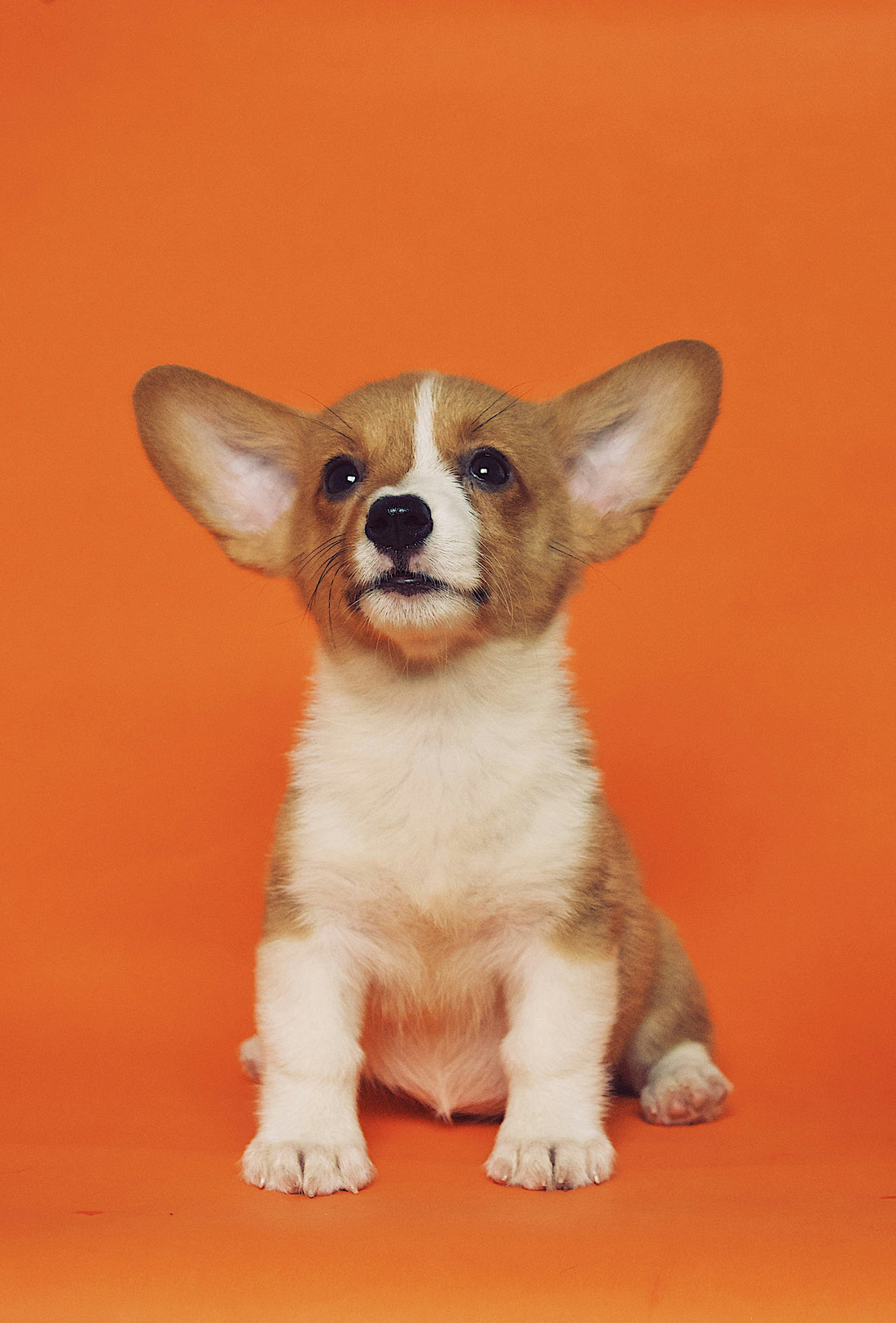 Pet Travel Safety Guide: How to Travel Comfortably and Securely With Your Pet