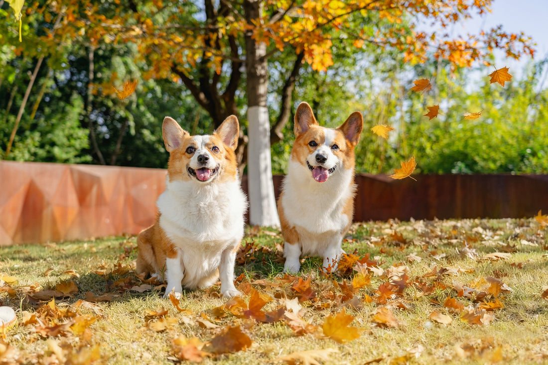 How Calm Routines Improve Digestion and Gut Health in Dogs