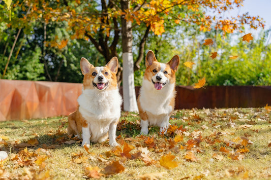 How Calm Routines Improve Digestion and Gut Health in Dogs