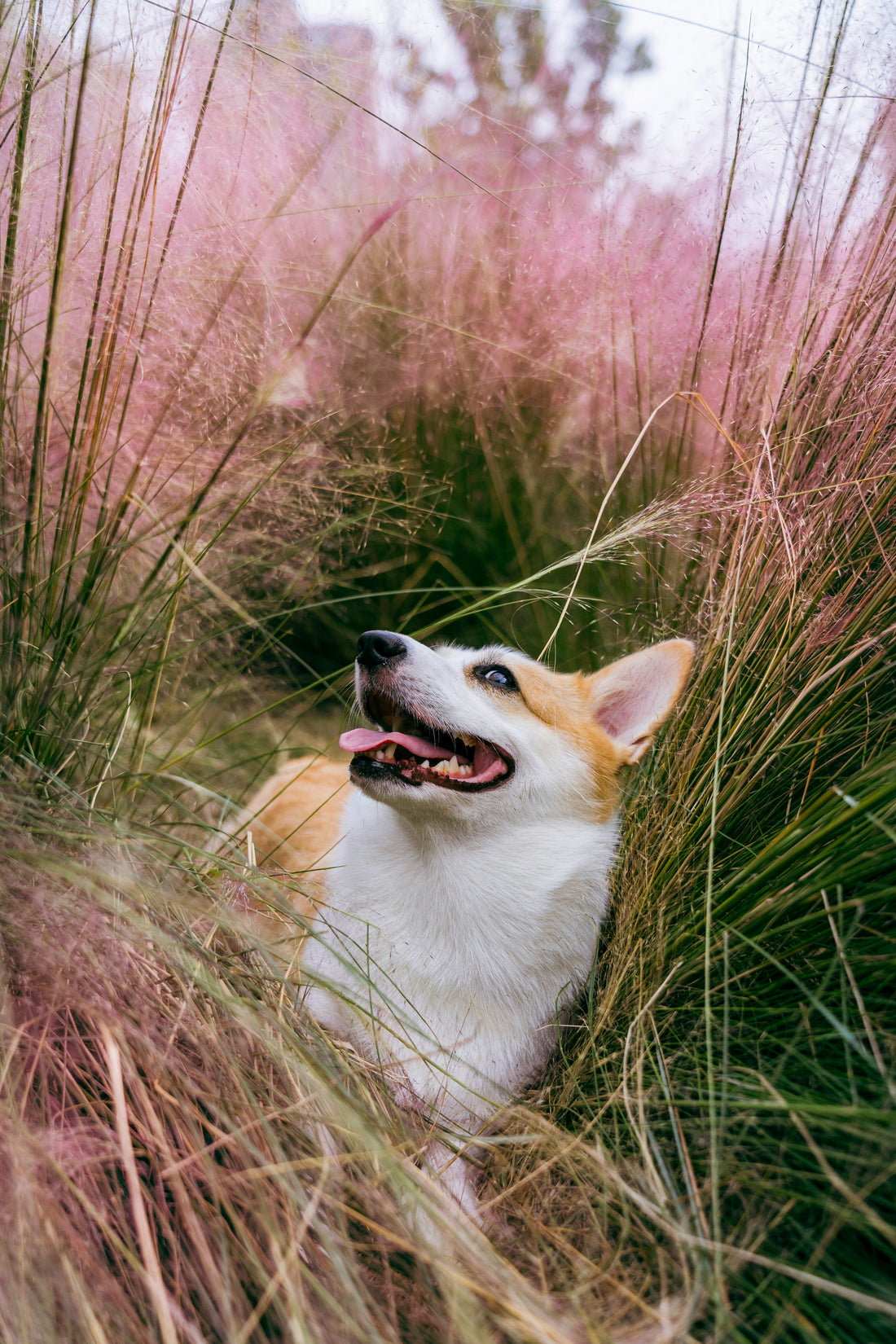 Best Pet Nutrition Guide: How to Choose the Right Food for Your Dog or Cat