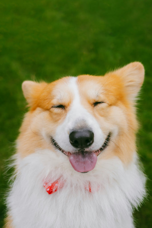 Daily Micro-Habits That Transform Long-Term Dog Health