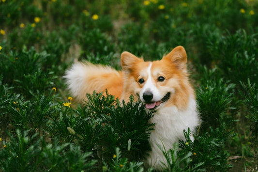 The Long-Term Impact of Environmental Stability on Canine Health