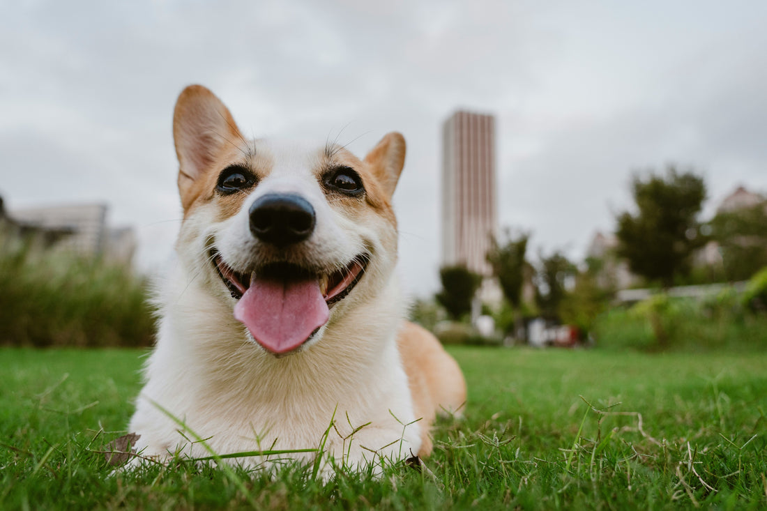 The Connection Between Digestive Rhythm and Emotional Balance