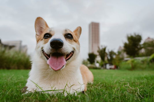 The Connection Between Digestive Rhythm and Emotional Balance