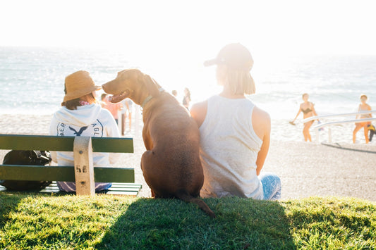 How Calm Daily Routines Improve a Pet’s Mental Health
