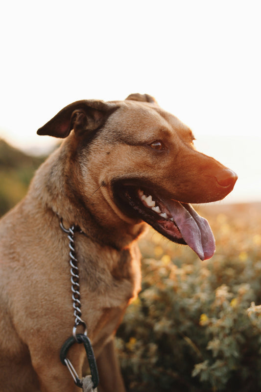 Designing the Ideal Daily Flow for Modern Indoor Dogs