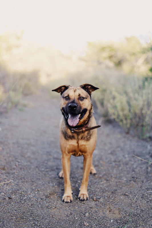 Why Pet-Friendly Cleaning Tools Matter for a Healthier Home