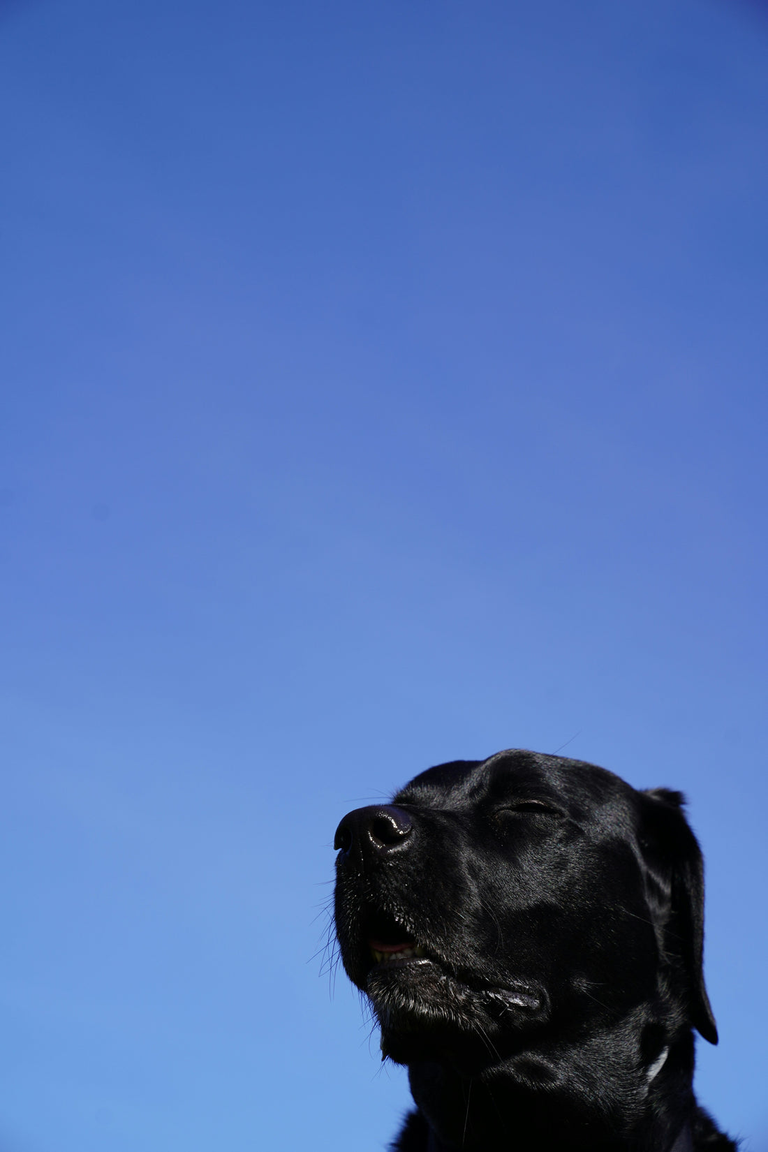 The Importance of Proper Dog Nutrition: Building a Healthy Foundation for Your Dog’s Life