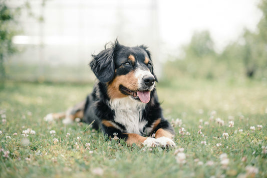 Understanding Pet Food Labels: How to Choose the Right Nutrition for Long-Term Health