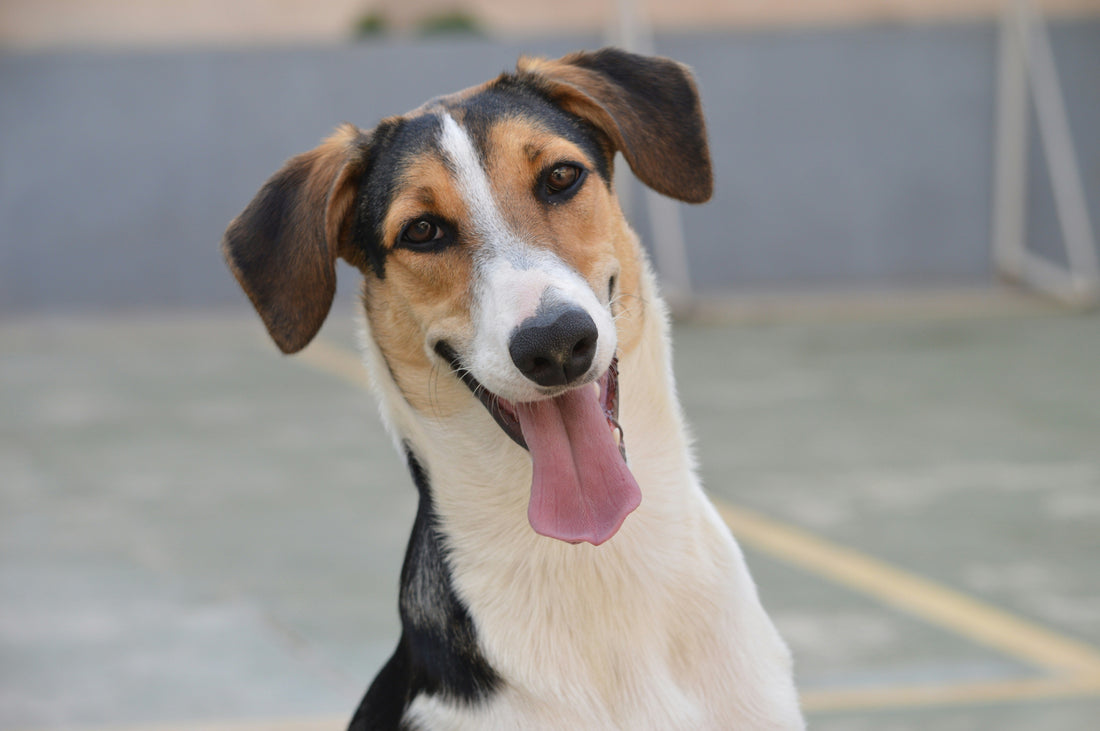 How to Groom Your Dog at Home Like a Professional: A Complete Step-by-Step Guide