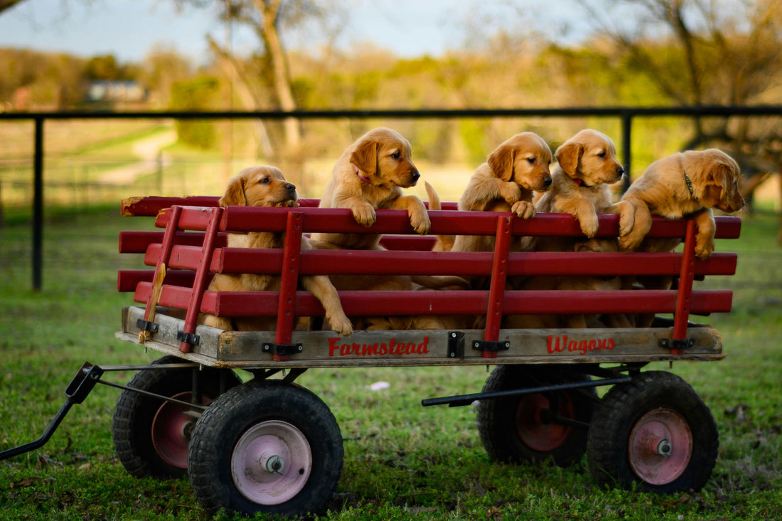 Understanding Dog Stress: How to Recognize and Reduce Stress in Dogs for Better Well-Being
