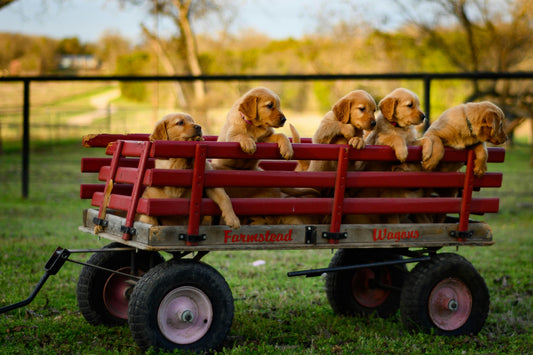 Understanding Dog Stress: How to Recognize and Reduce Stress in Dogs for Better Well-Being