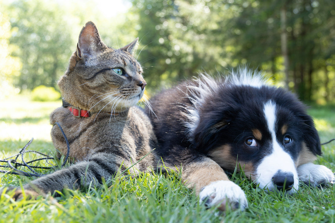 How to Create a Calm and Confident Dog: Building Emotional Stability Through Daily Care