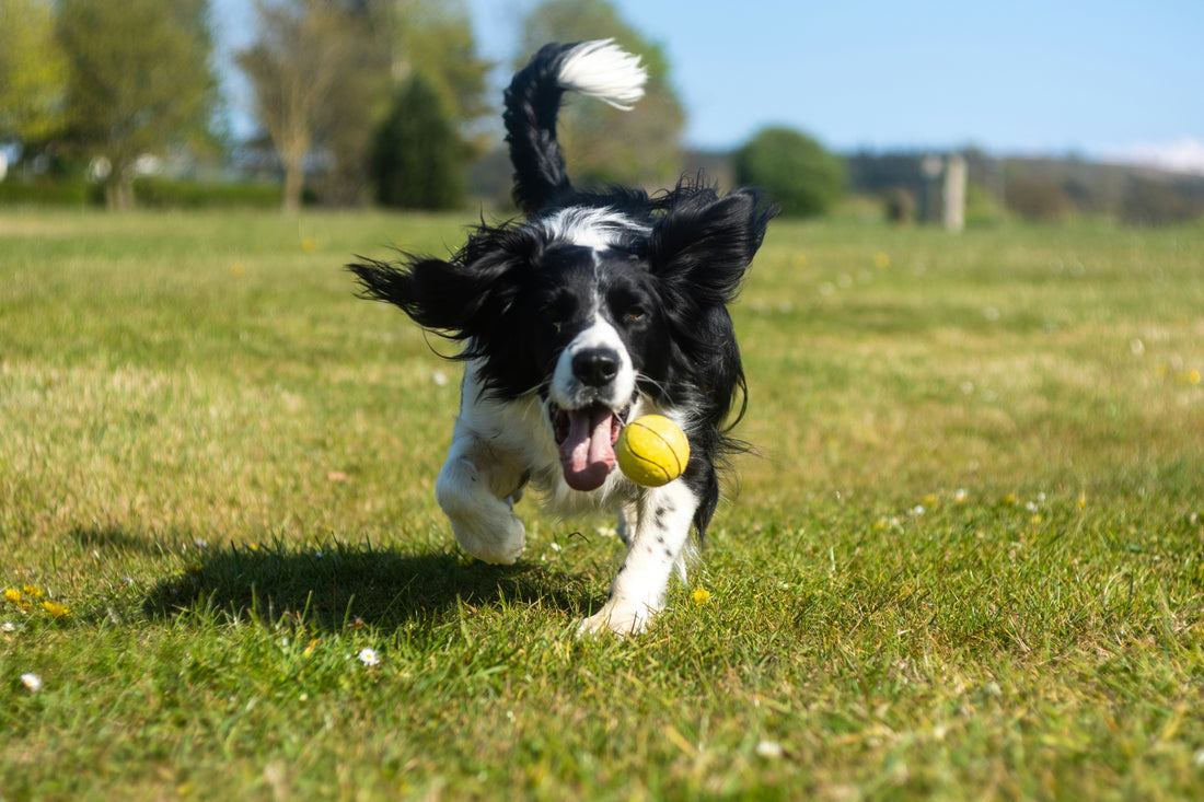How to Create a Harmonious Life With Your Dog: Aligning Lifestyle, Behavior, and Connection