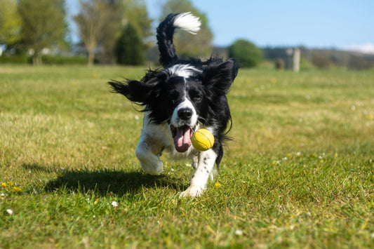 How to Create a Harmonious Life With Your Dog: Aligning Lifestyle, Behavior, and Connection