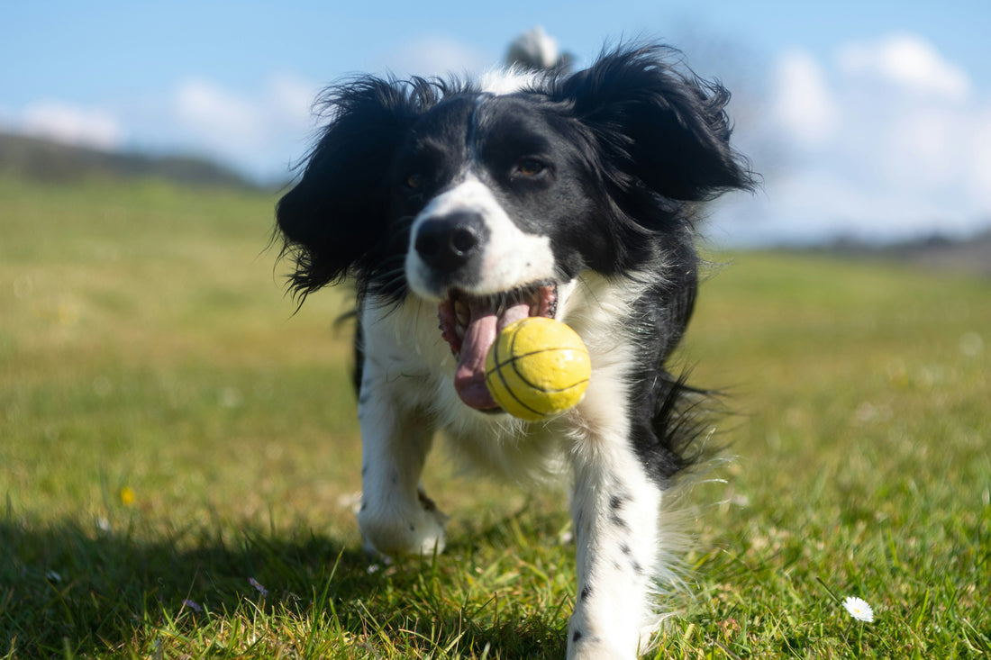 How to Build a Calm Daily Routine for Your Dog: Creating Stability, Comfort, and Emotional Balance