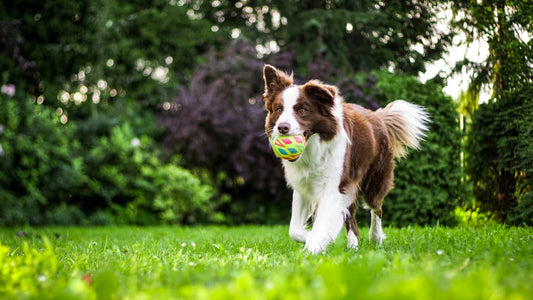 How to Help Your Dog Feel More Secure Every Day: Building Emotional Safety Through Routine and Stability