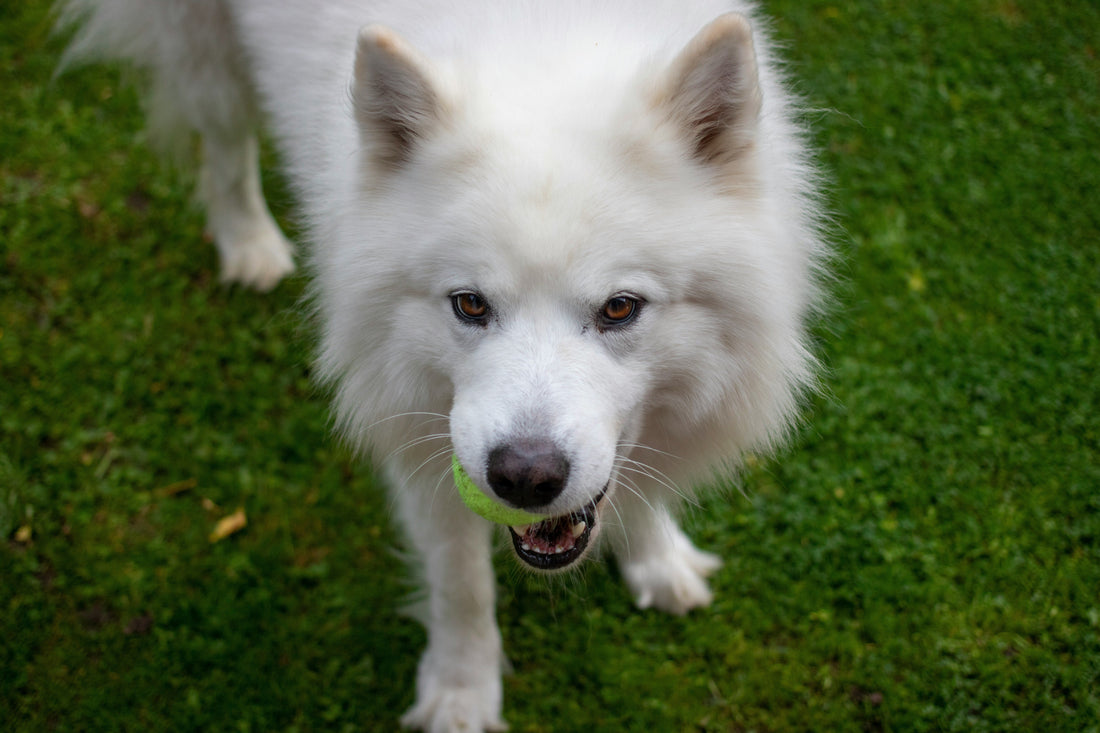 How to Help Your Dog Feel More Comfortable Every Day: Supporting Emotional and Physical Well-Being Naturally