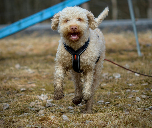 Dog Nutrition Basics for Beginners: A Complete Guide to Feeding Your Dog the Right Way