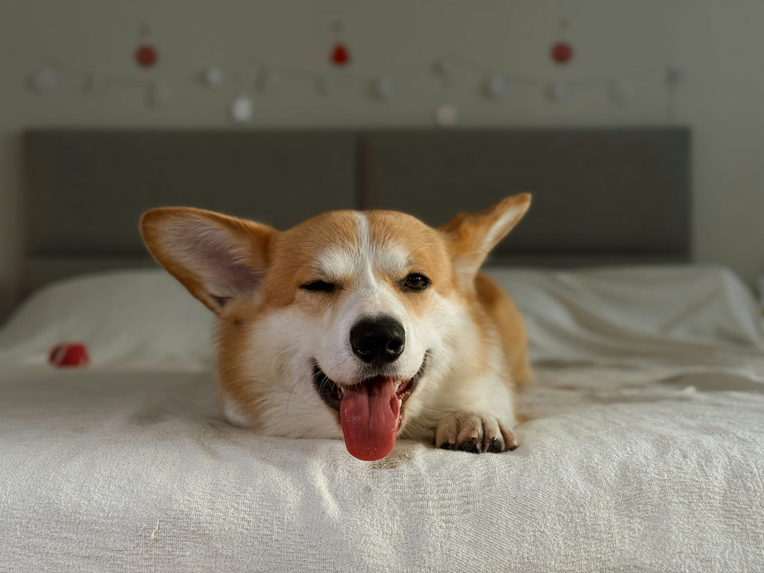Understanding Dog Sleep Patterns: How to Improve Your Dog’s Rest Quality