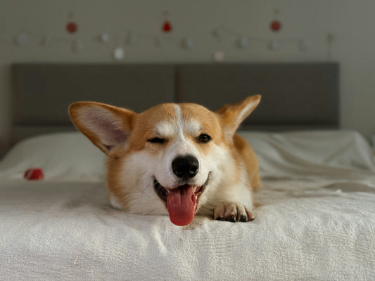 Understanding Dog Sleep Patterns: How to Improve Your Dog’s Rest Quality