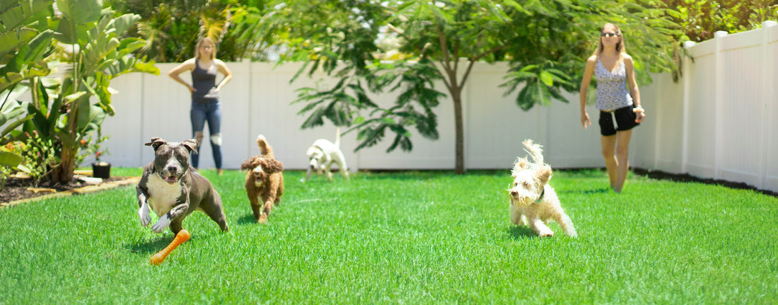 How to Help Your Dog Feel More Relaxed at Home: Creating a Calm and Emotionally Safe Environment
