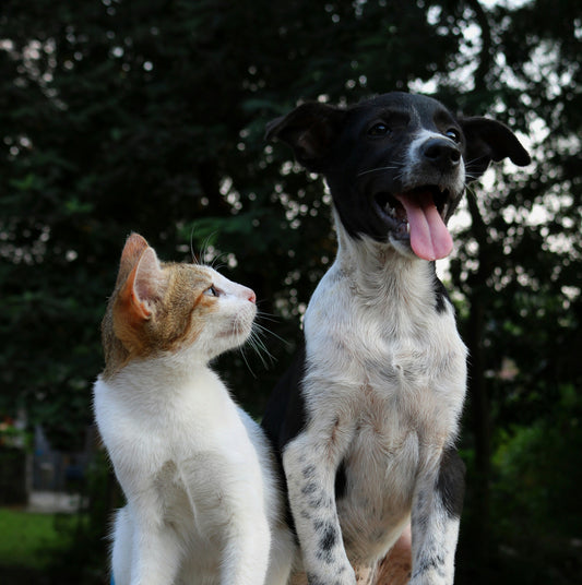 How to Create a Stress-Free Life for Your Dog: Building Calm Through Everyday Care