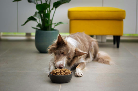 How to Choose the Right Pet Food: A Complete Guide for Every Pet Owner