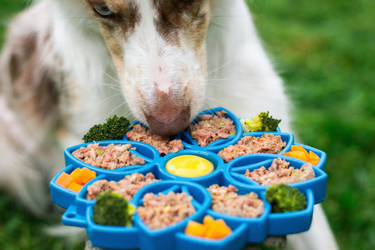 10 Human Foods That Are Safe and Healthy for Dogs