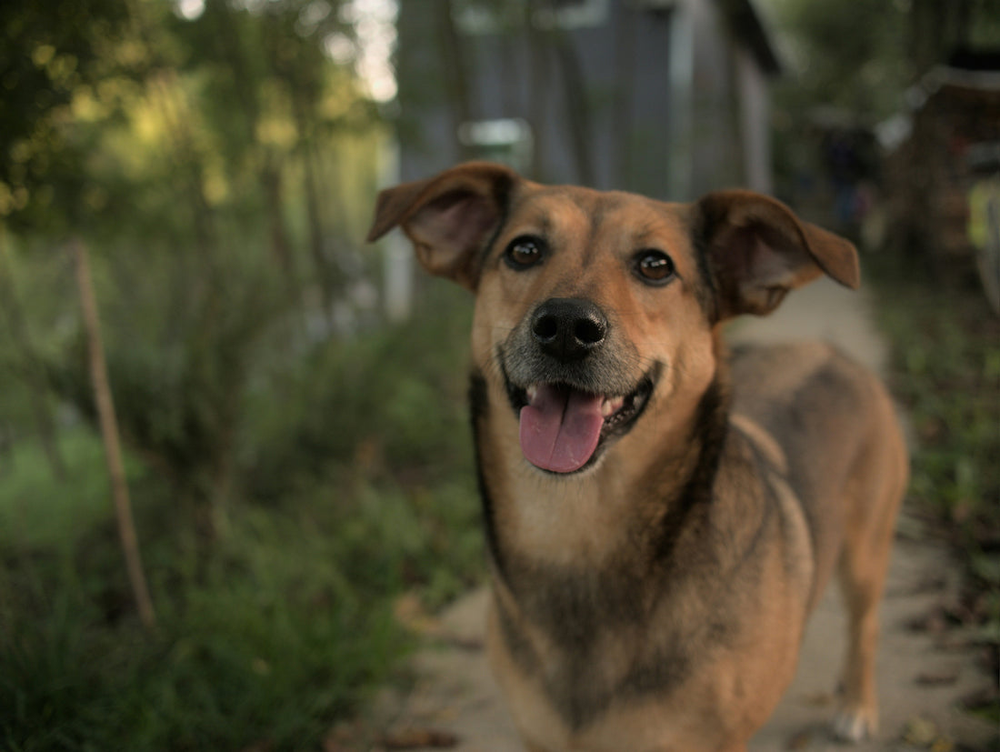 How to Transition Your Pet to a New Diet Safely and Smoothly: A Complete Guide for Dogs and Cats