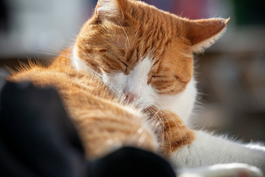 How Gentle Medication Routines Build Trust and Improve Long-Term Pet Health