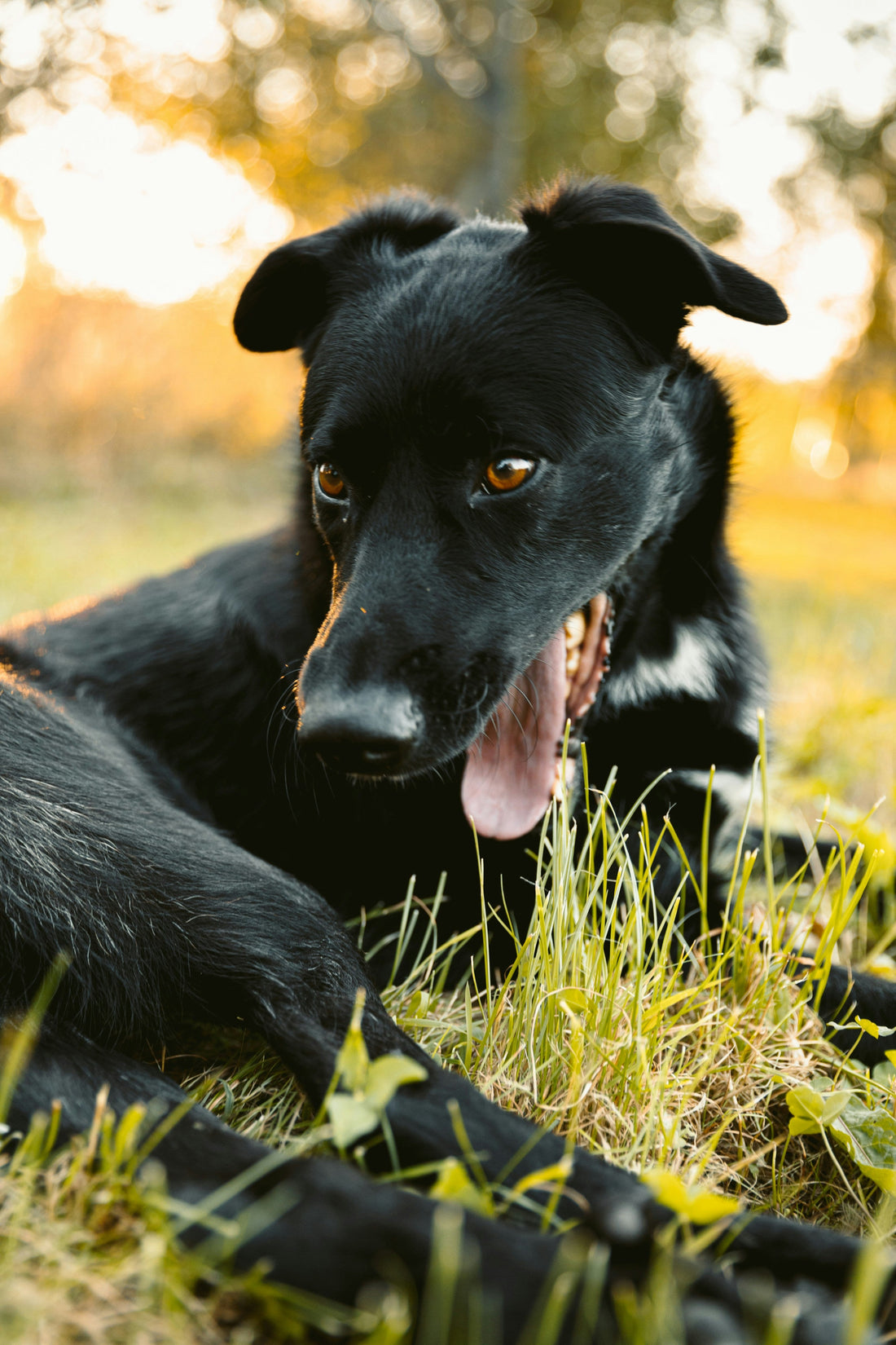 The Complete Guide to Pet-Friendly Home Décor: How to Style Your Space While Living With Dogs and Cats
