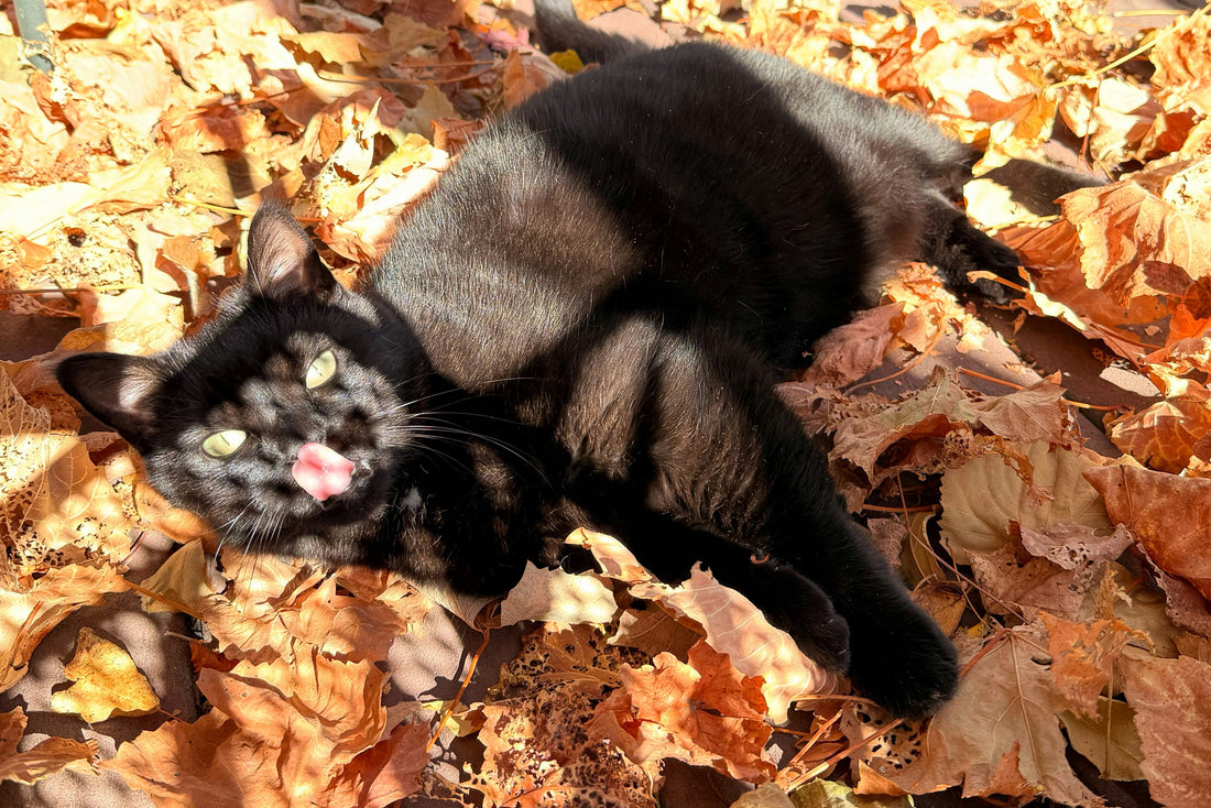 How to Create a Safe and Stimulating Indoor Environment for Your Cat