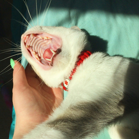 Pet Dental Care: How to Keep Your Pet’s Teeth Clean and Healthy
