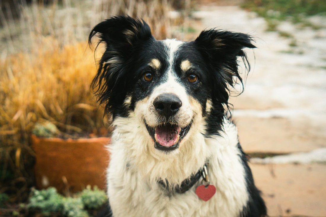 How Stress Affects Digestion in Pets and What Pet Parents Can Do