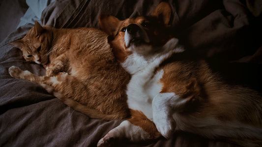 The Role of Sensory Stimulation in Pet Mental and Emotional Health