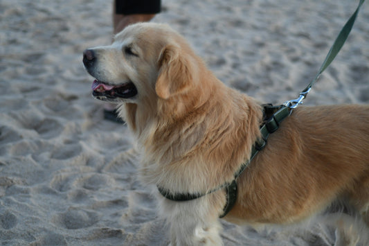How to Choose the Right Pet Grooming Routine: A Complete Guide for Dog and Cat Owners