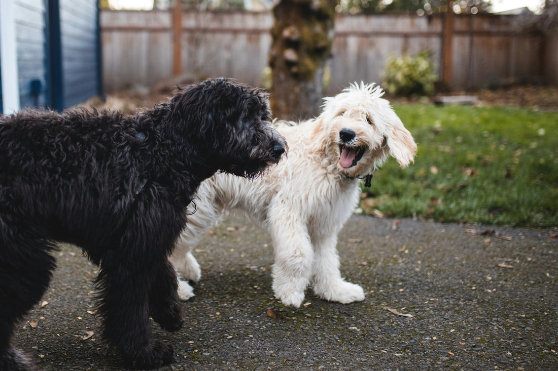 The Hidden Impact of Micro-Stress in Indoor Dogs