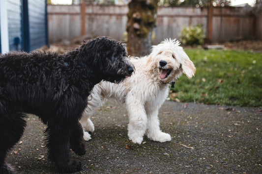 The Hidden Impact of Micro-Stress in Indoor Dogs