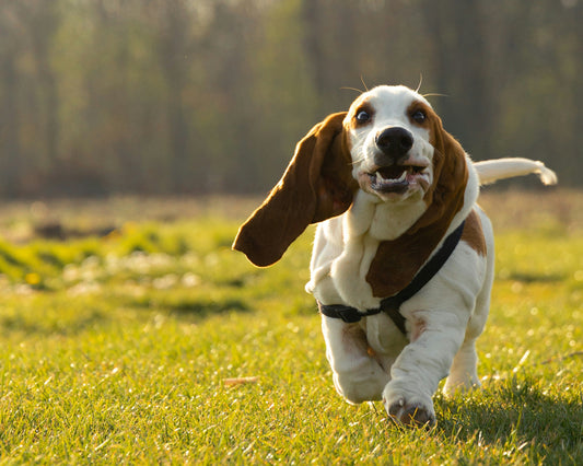 Senior Dogs and the Power of Predictable Daily Care