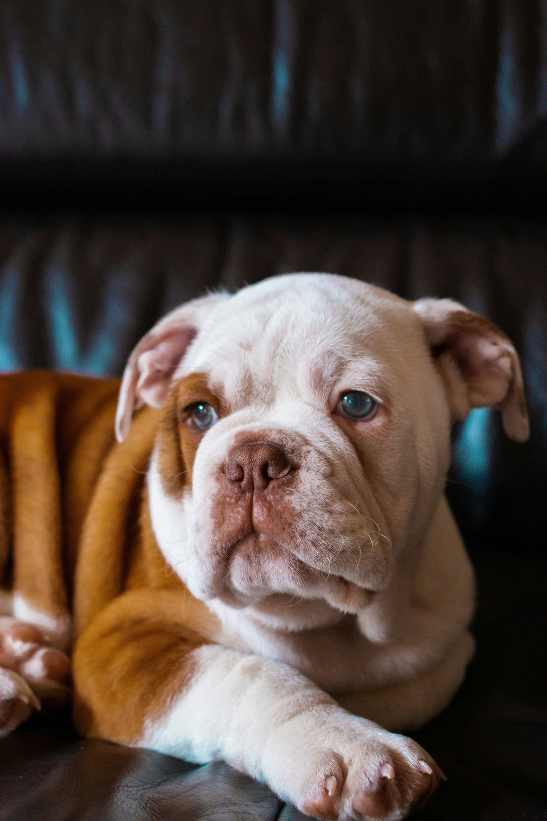 The Power of Daily Habits in Dog Care: Small Actions That Create Lasting Change