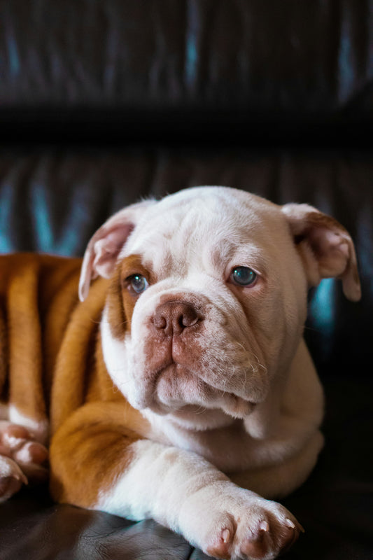 The Power of Daily Habits in Dog Care: Small Actions That Create Lasting Change