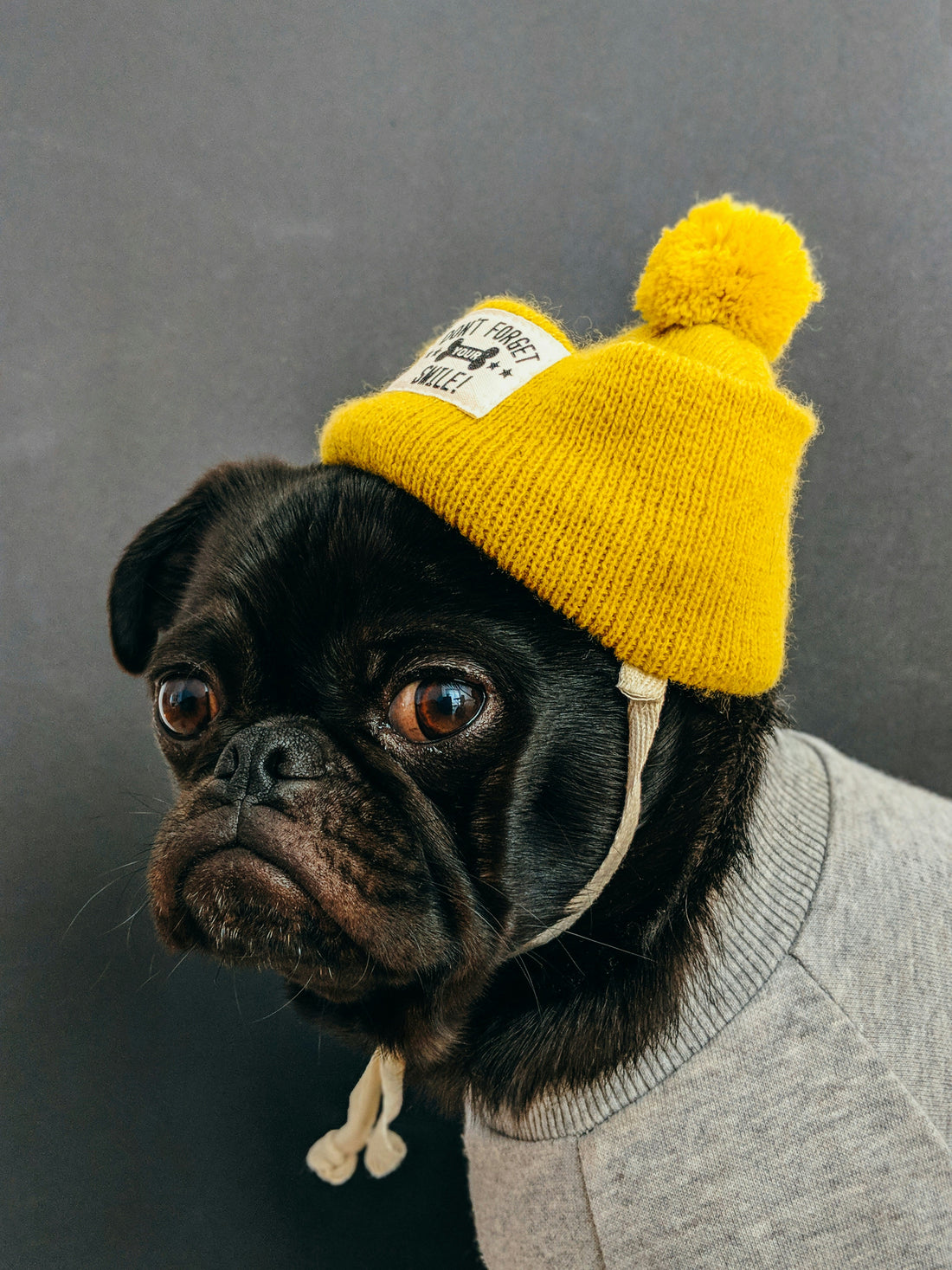 Dog Skin and Coat Health: How Proper Care Supports Your Dog’s Overall Well-Being