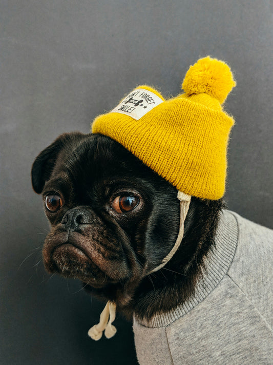 Dog Skin and Coat Health: How Proper Care Supports Your Dog’s Overall Well-Being