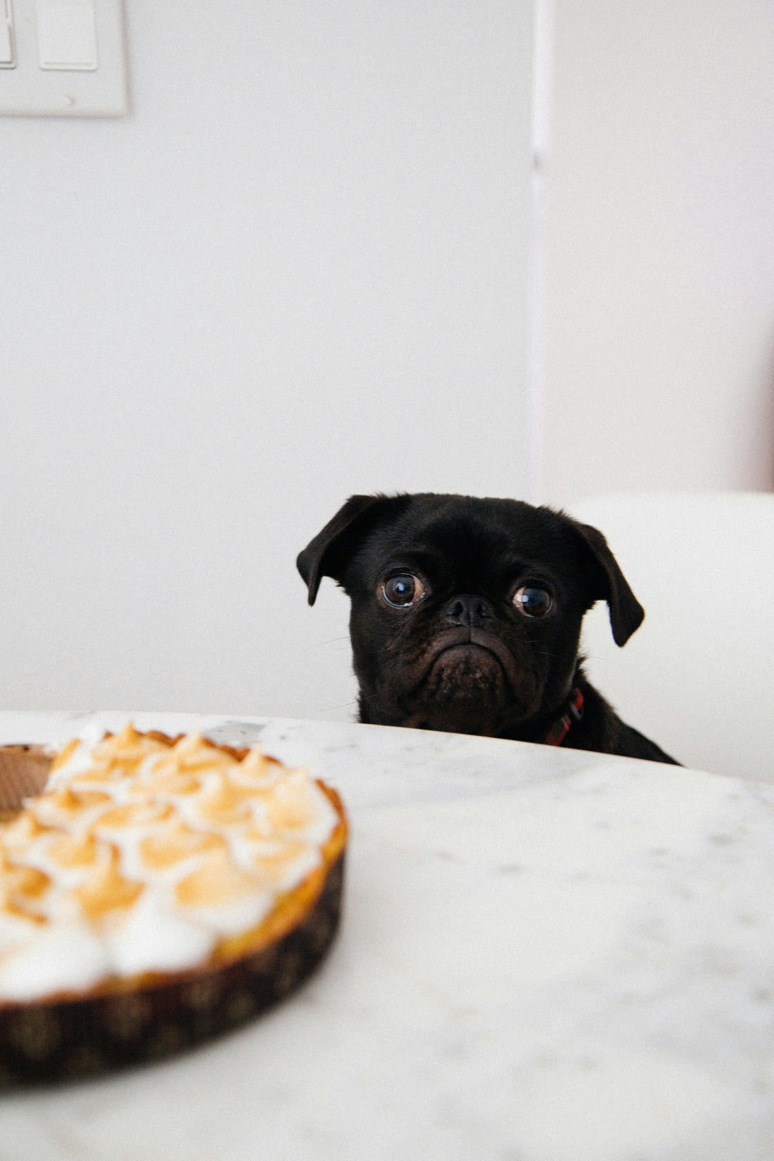The Best Diet Plans for Senior Dogs: How to Keep Your Aging Dog Healthy and Active